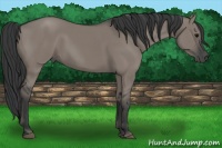Horse Color:Grullo 