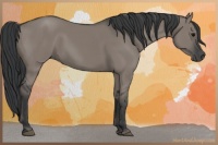 Horse Color:Grullo 