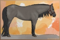 Horse Color:Grullo 