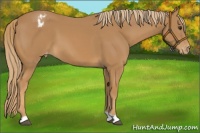 Horse Color:Chestnut Appaloosa 