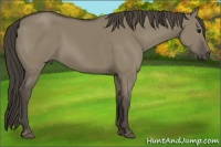 Horse Color:Smoky Grullo