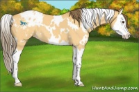 Horse Color:White Spotted Buckskin Dun Splash Appaloosa 