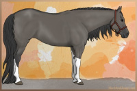 Horse Color:Grullo Tobiano 