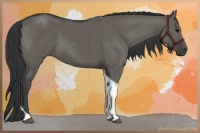 Horse Color:Grullo Tobiano 