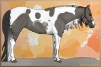 Horse Color:Grullo Tobiano 