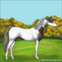 Horse Color:Liver Chestnut Mushroom Tobiano Frame 