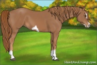 Horse Color:Chestnut Splash Frame