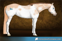 Horse Color:Red Dun Splash Frame