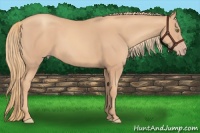 Horse Color:Gold Champagne Rabicano 