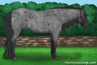 Horse Color:Blue Roan 