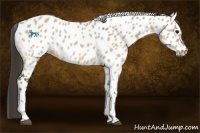 Horse Color:Bay Dun Tobiano Appaloosa 