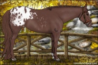 Horse Color:Chocolate Smoky Black Appaloosa