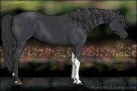 Horse Color:Black Tobiano