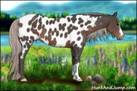 Horse Color:Silver Black Appaloosa 