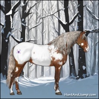 Horse Color:White Spotted Silver Buckskin Sabino Appaloosa