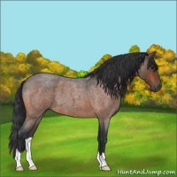 Horse Color:Unknown 