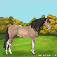 Horse Color:Unknown 