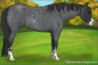 Horse Color:Unknown 