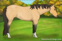 Horse Color:Buckskin Roan Rabicano 