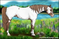 Horse Color:Liver Chestnut Sabino Appaloosa 