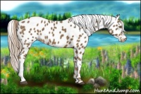 Horse Color:Chocolate Palomino Roan Leopard