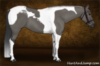 Horse Color:Grullo Tobiano 