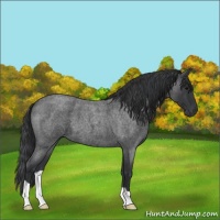 Horse Color:Unknown 