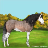 Horse Color:Unknown 