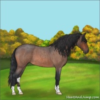 Horse Color:Unknown 