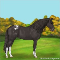 Horse Color:Smoky Black Appaloosa 