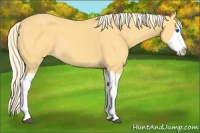 Horse Color:Palomino Splash 