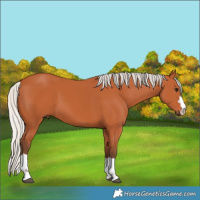 Horse Color:Silver Bay 