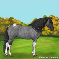 Horse Color:Blue Roan Tobiano