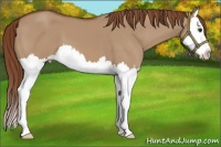 Horse Color:Red Dun Splash 