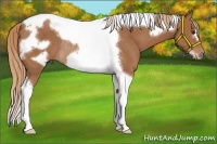 Horse Color:Chestnut Tobiano Frame Rabicano