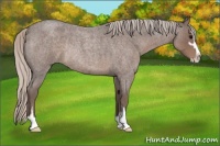 Horse Color:Silver Blue Roan Sabino Rabicano