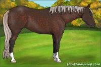 Horse Color:Silver Brown 