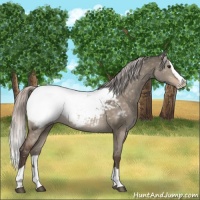 Horse Color:Silver Brown Dun Splash Appaloosa 