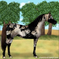 Horse Color:Void Buckskin Pearl Onyx Splash Tobiano Appaloosa 