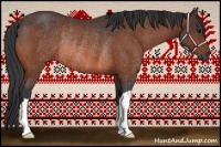 Horse Color:Bay Rabicano 