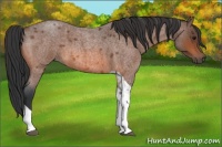Horse Color:Bay Roan Tobiano