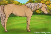 Horse Color:Palomino 