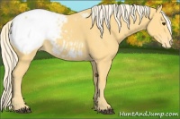 Horse Color:Palomino Appaloosa 