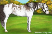 Horse Color:White Spotted Liver Red Dun Appaloosa Rabicano