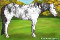 Horse Color:White Spotted Liver Chestnut Rabicano 