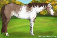 Horse Color:White Spotted Liver Red Dun Rabicano 