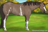 Horse Color:White Spotted Liver Red Dun Rabicano 