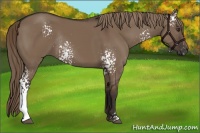 Horse Color:White Spotted Liver Red Dun Rabicano 