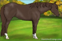Horse Color:Liver Chestnut 