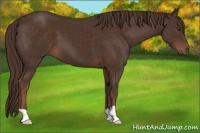 Horse Color:Liver Chestnut 